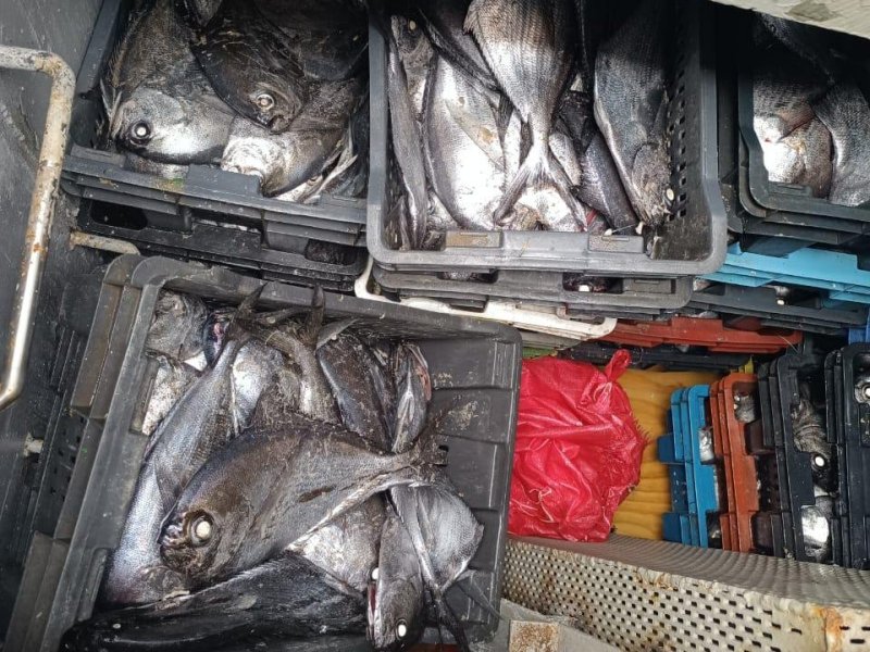 Policía Marítima incautó 8 toneladas de reineta en fiscalización en Canal Quicaví