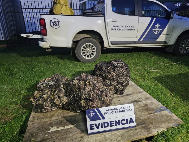 Policía Marítima de Valdivia incautó 190 kilos de Concholepas Concholepas en Caleta Mehuín